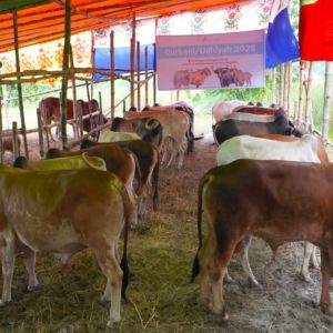 basmah qurbani-udhiya 2026